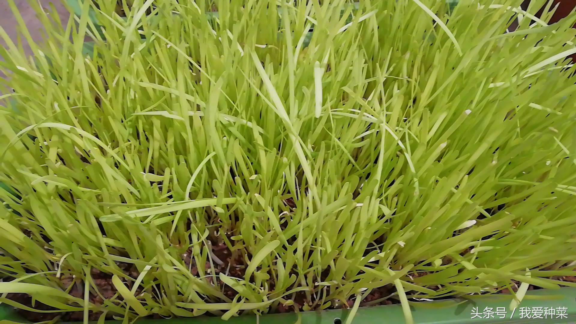 阳台上光照不好种什么蔬菜最合适,适合阳台光照不足的蔬菜