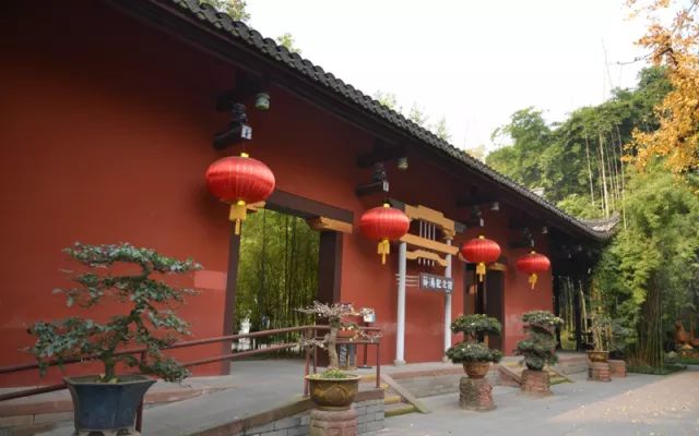 成都腊梅在哪里看,成都赏腊梅有哪些好地方