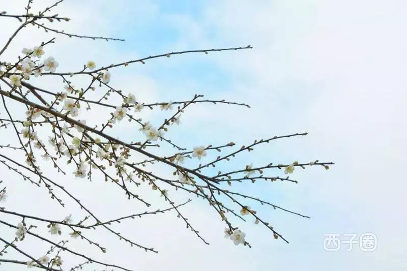 2024年梁化梅园看梅花时间,梁化梅花今年开了吗