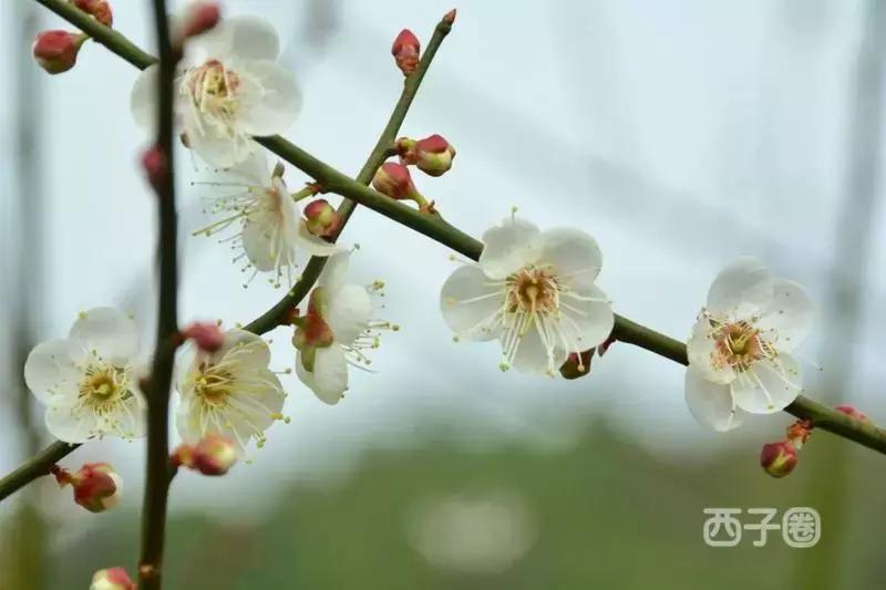 2024年梁化梅园看梅花时间,梁化梅花今年开了吗