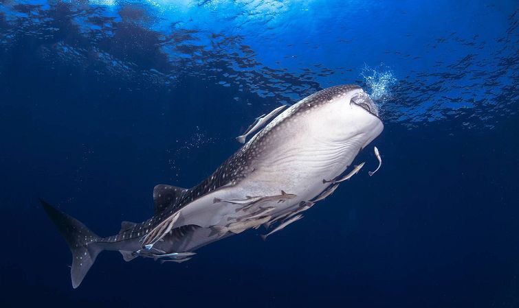 泰国顶级海岛斯米兰,斯米兰岛泰国