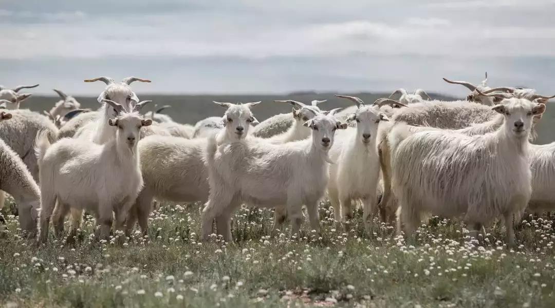 顶级鄂尔多斯羊绒女,高端纯羊绒鄂尔多斯