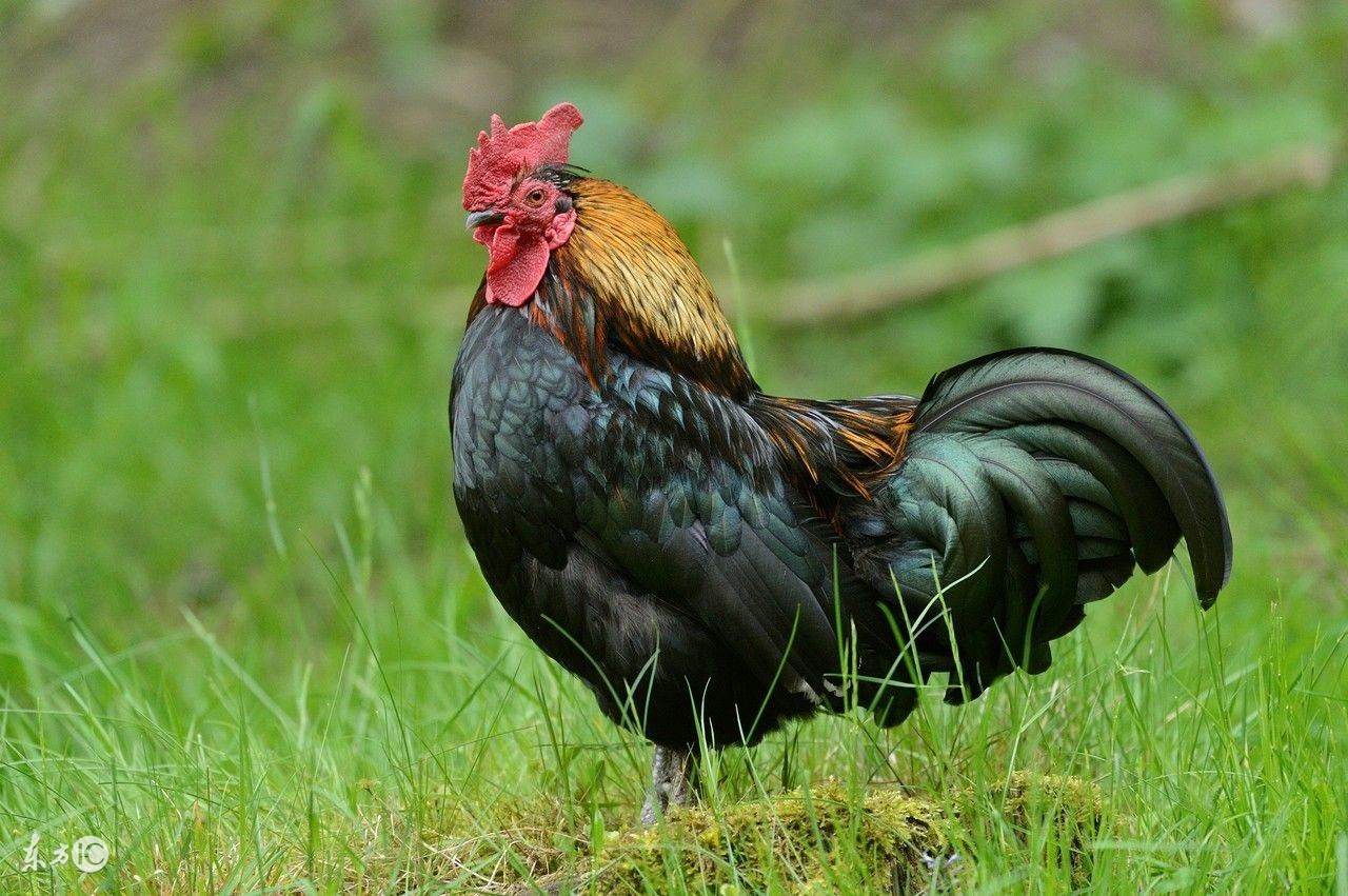 属鸡属狗属牛的运气怎样,牛和狗的属相今年犯太岁吗