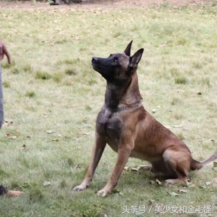 比利时马里努阿犬:拥有超强能力的黑面使者,“马犬”是也