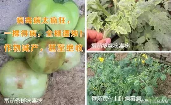 不管是浇水施肥打药都能轻松搞定,什么药缓解肥害最快
