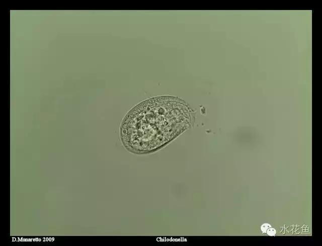 低温鱼病,如何做好夏秋季鱼病防治工作