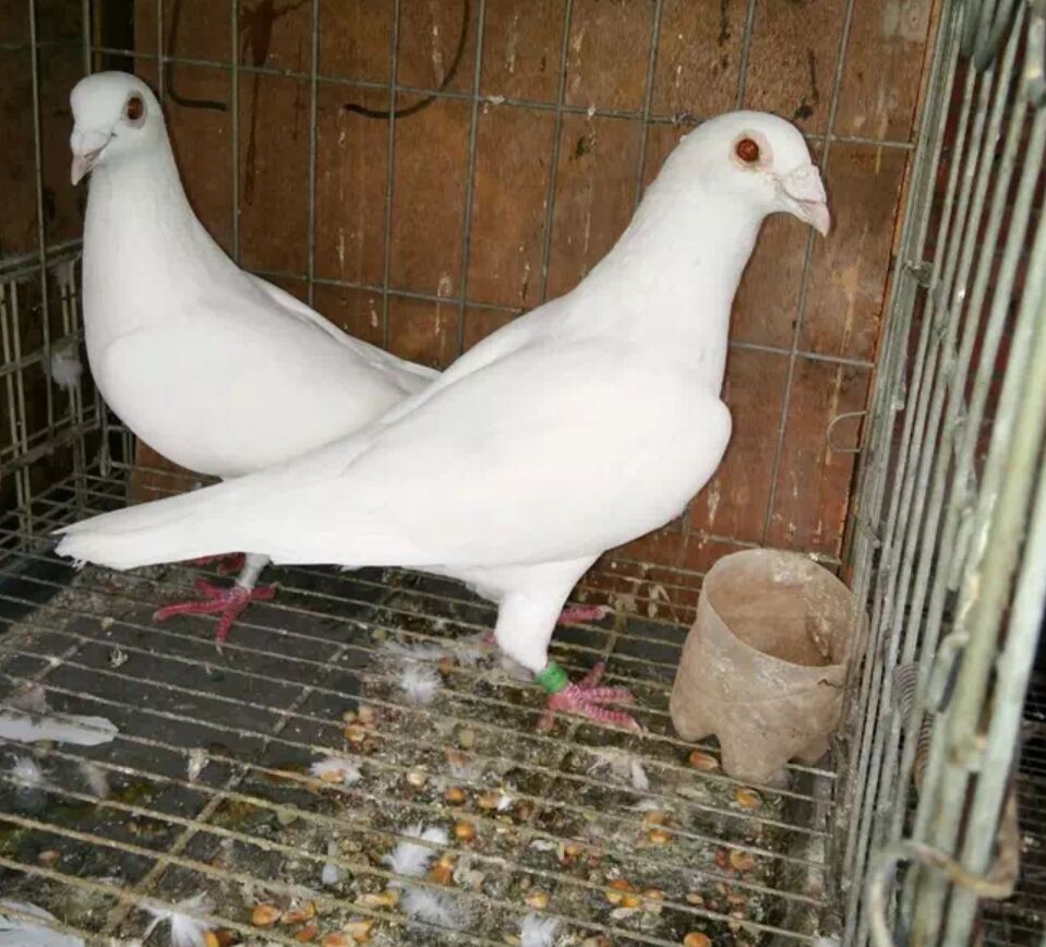 鸽眼能飞到什么天气,鸽眼有暗影好吗