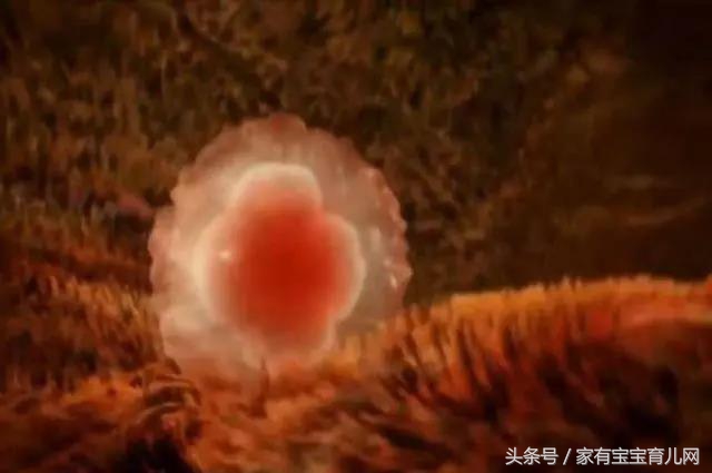 备孕请注意,备孕中如果怀上了有什么反应