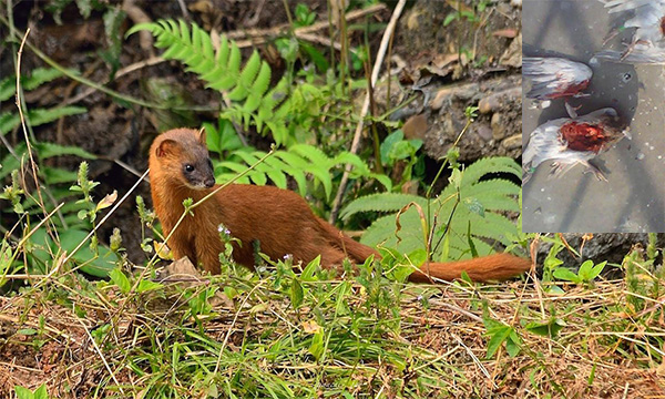 黄鼠狼偷鸡属于什么行为,黄鼠狼偷鸡为什么只能看不能打