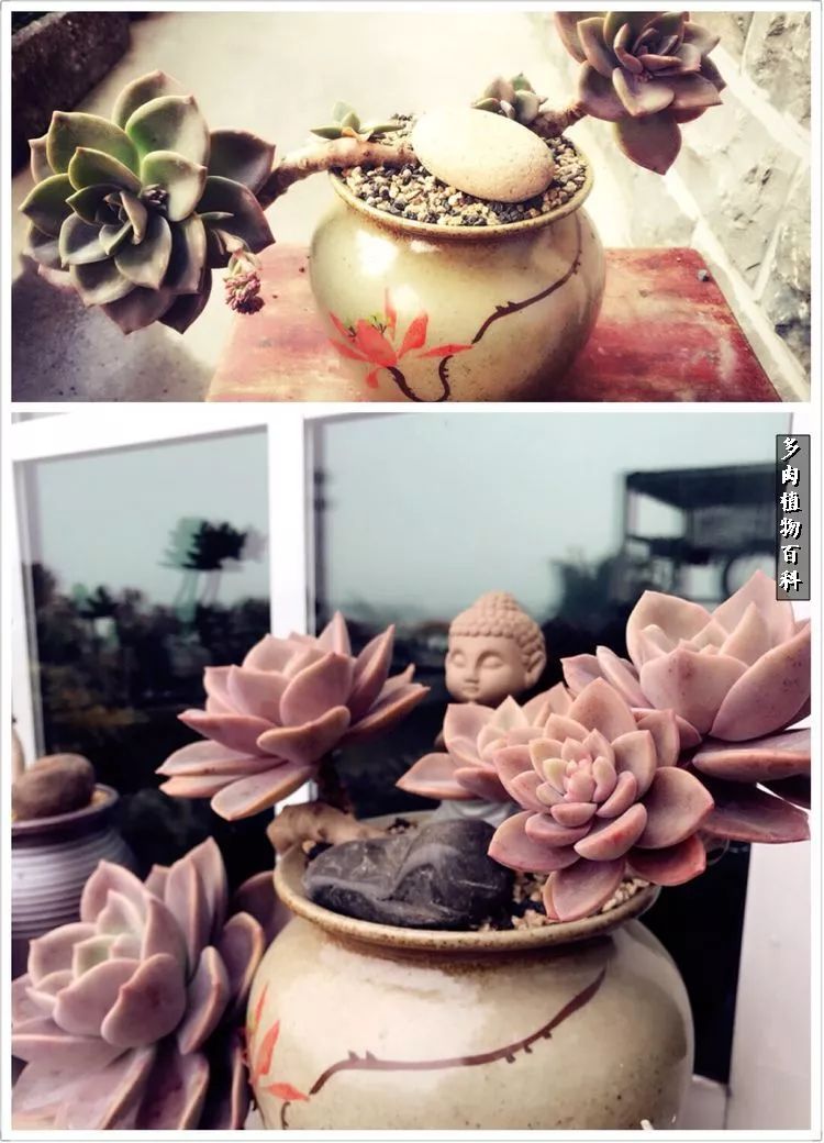 阳光的多肉花园,漂亮的多肉露台花园