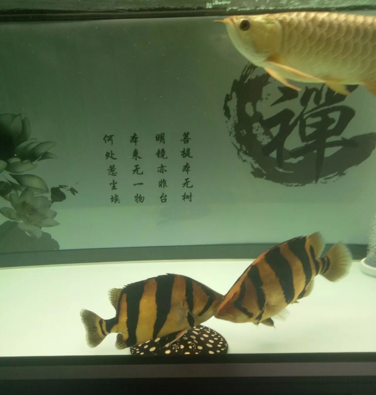 虎鱼心得,虎鱼的养殖方法和注意事项视频