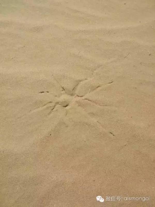 蒙古阿拉善肉苁蓉,阿拉善苁蓉生长在哪儿