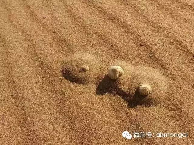 蒙古阿拉善肉苁蓉,阿拉善苁蓉生长在哪儿