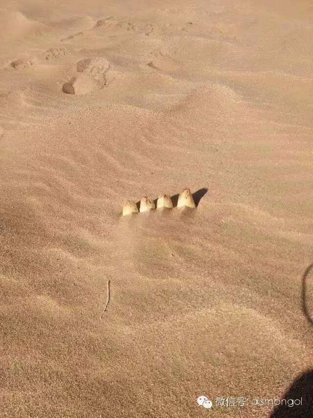 蒙古阿拉善肉苁蓉,阿拉善苁蓉生长在哪儿