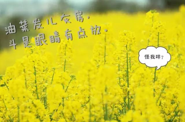 最难懂的十大方言四川话,四川话速学方言