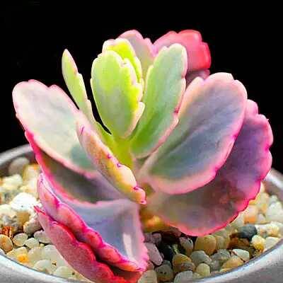 出锦的多肉叶插还会出锦吗,多肉出锦水培会退锦吗