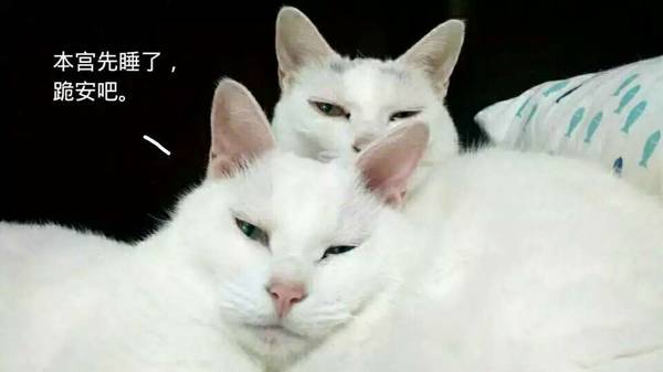 沉浸式养猫体验,养猫是一种什么体验