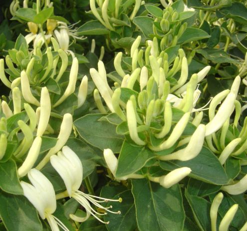 中药知识必学金银花,中药基本知识金银花