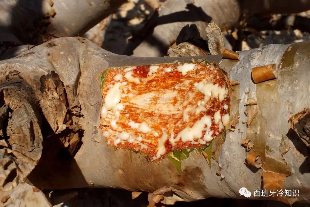 三王节,三王节互赠礼物