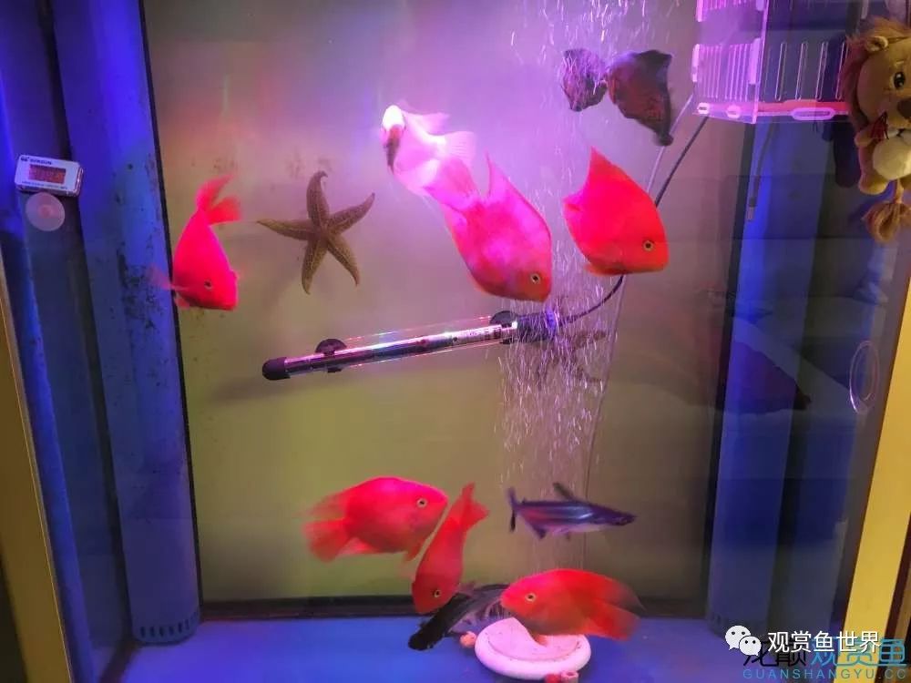 招财鱼烂肉最佳治疗方法,与食管癌抗争的五年