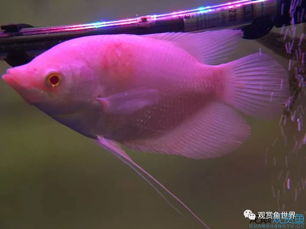 招财鱼烂肉最佳治疗方法,与食管癌抗争的五年