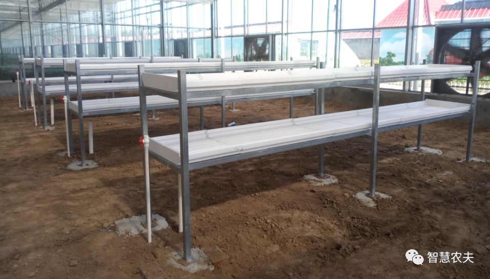 可以水培的蔬菜植物有哪些,水培家庭蔬菜种植箱优缺点