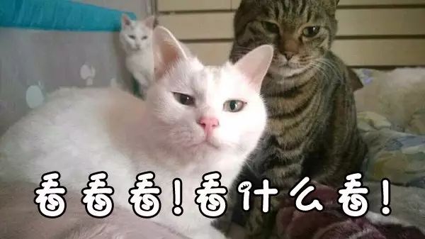 沉浸式养猫体验,养猫是一种什么体验