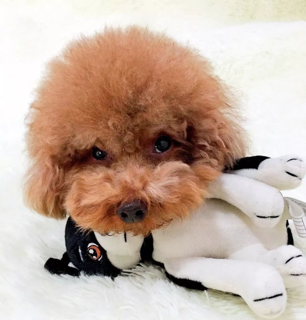 狗狗可爱场面,狗狗有趣集锦视频大全