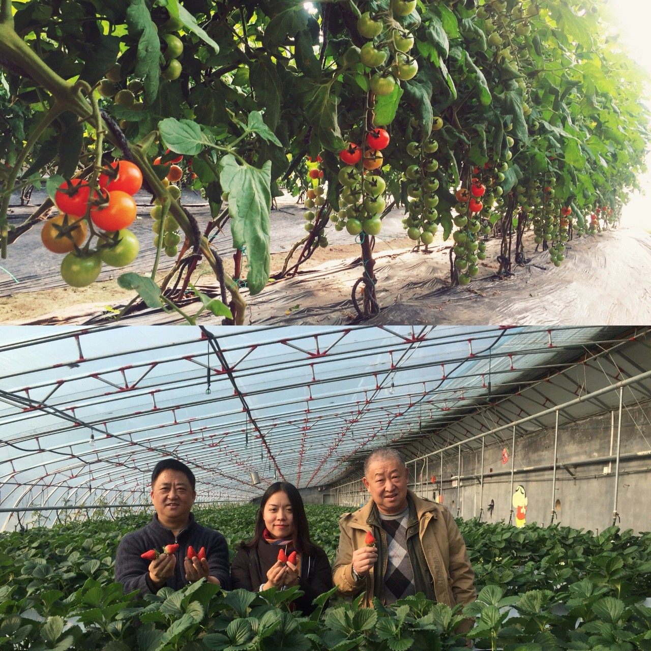 菜价跌落三成、市场遇艰，痛点之下，山东设施蔬菜该如何谋变？