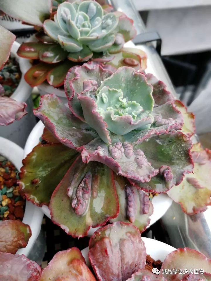 秀肉肉｜在景天的道路是越走越变态