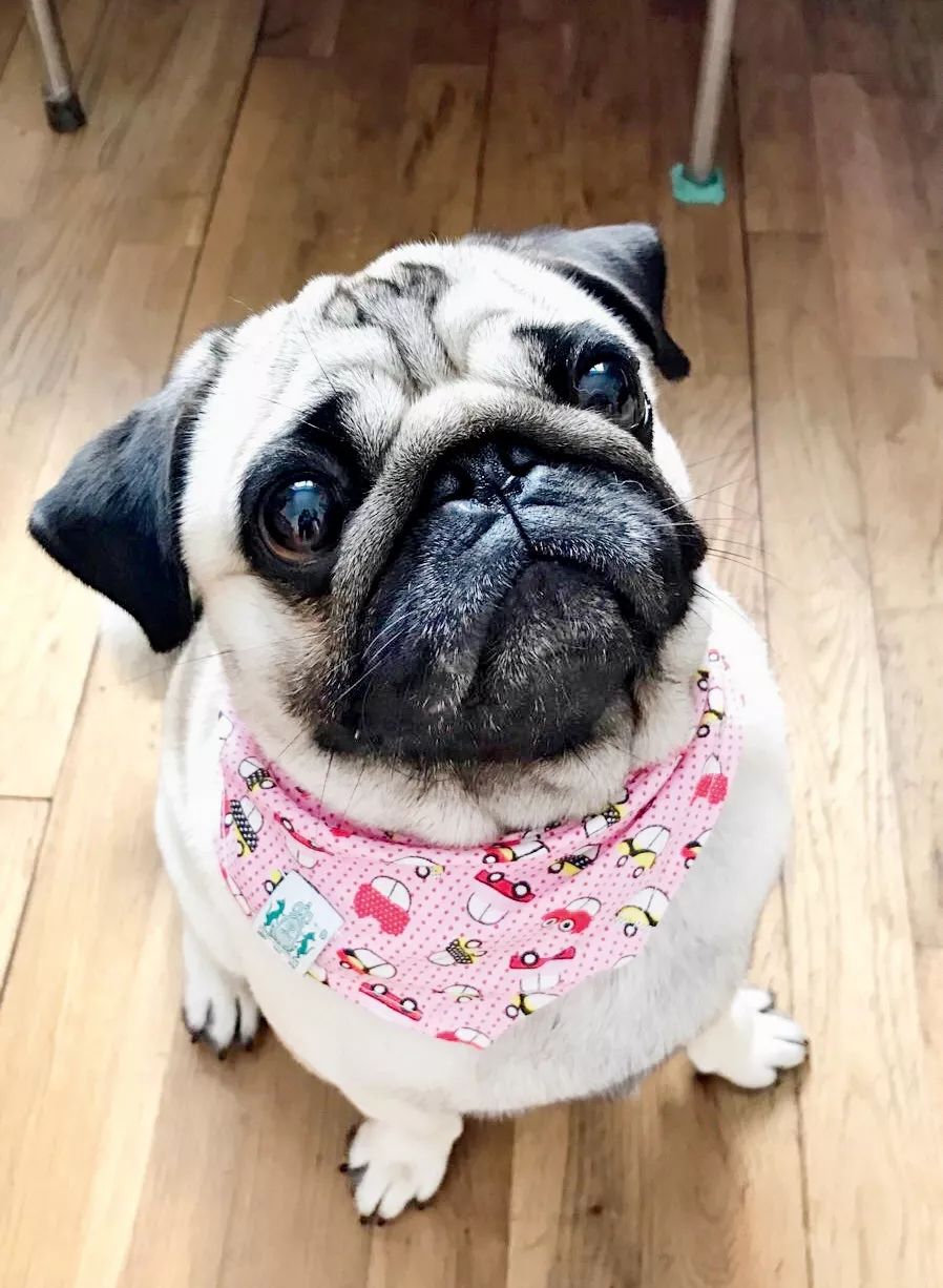 狗狗可爱场面,狗狗有趣集锦视频大全