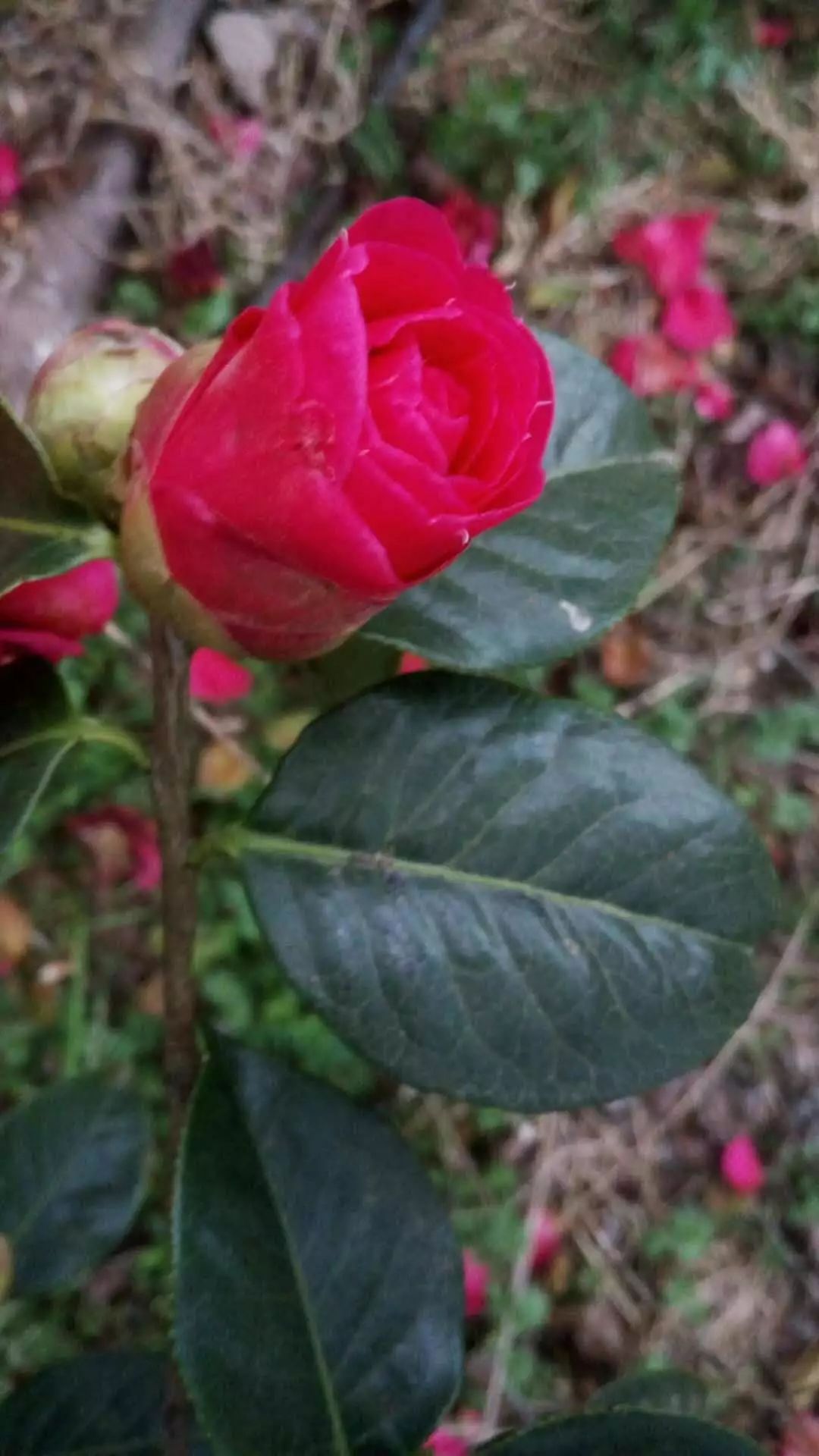楚雄紫溪山山茶花开了吗,楚雄紫溪山茶花盛开的地方