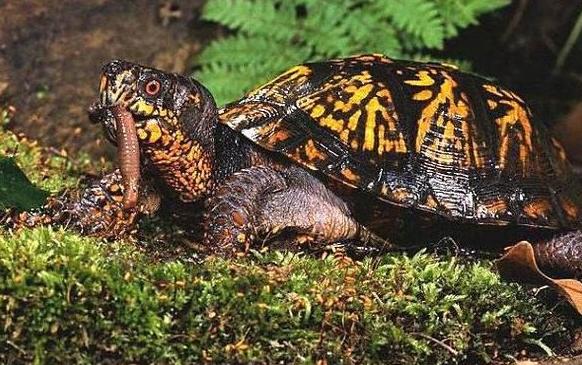 养龟的技巧与注意事项浅水龟,怎么判断乌龟是半水龟还是深水龟