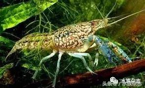 常见淡水观赏鳌虾大全,观赏鳌虾是淡水的吗