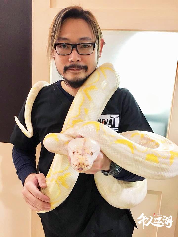 蟒蛇消化不良拉肚子,野生动物园泰国蟒蛇