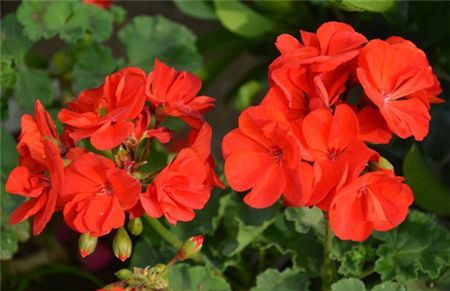 小孩贪玩吃了这个叶子口吐白沫，你家里可能也有！