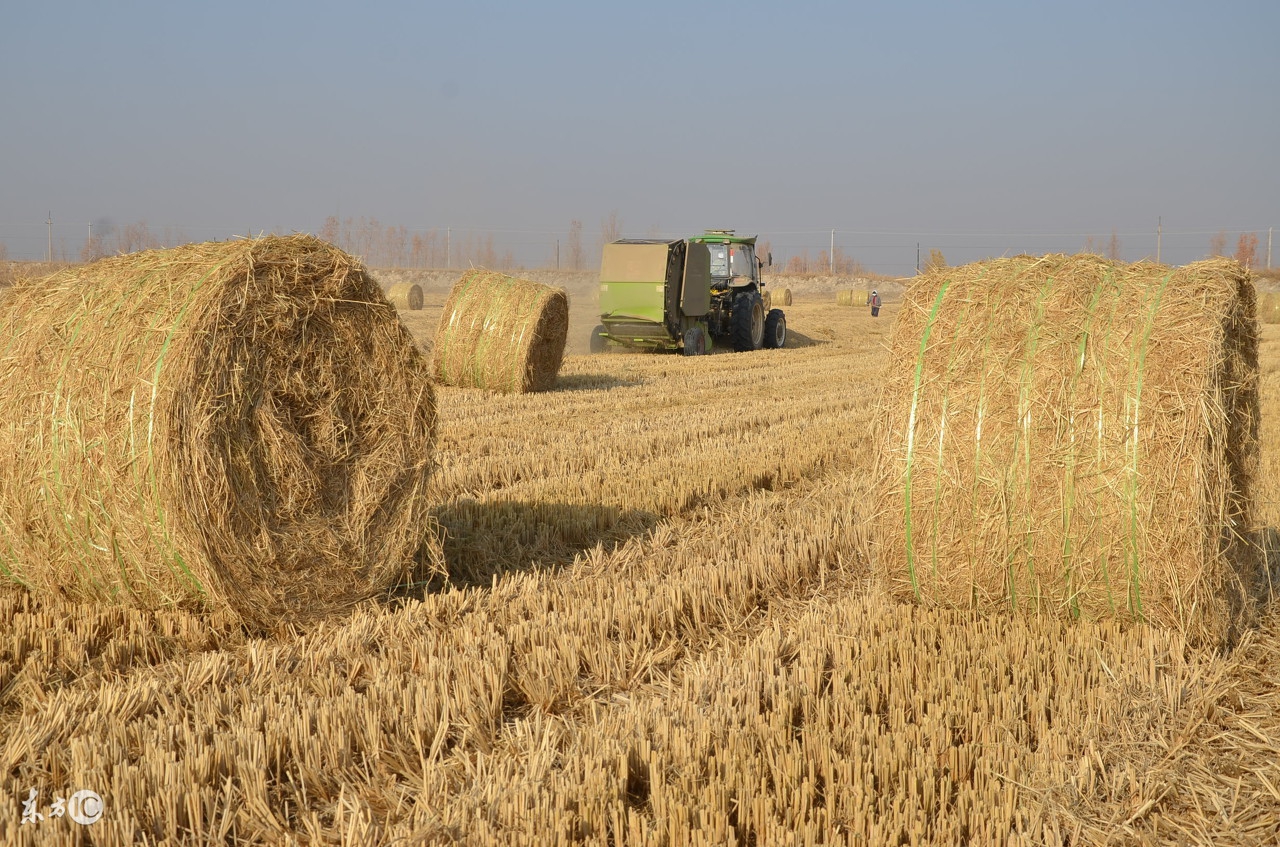 不辞长作新疆人视频,不辞长作故乡人简谱