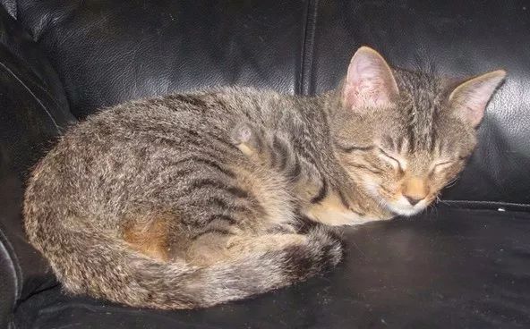 猫咪进化成霸王龙,猫中的霸王龙