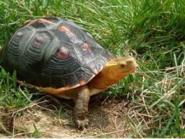 养龟科普视频,养龟新手看过来