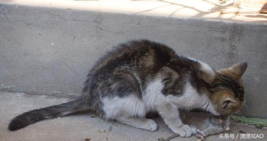 家里有虫鼠出没怎么办，告诉大家几个小妙招