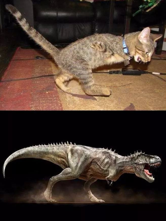 猫咪进化成霸王龙,猫中的霸王龙