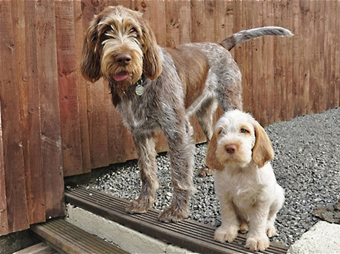 意大利犬种有哪些,意大利有什么犬种