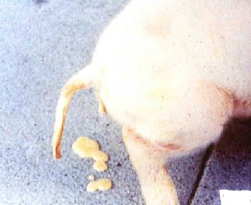 仔猪白痢最佳治疗方法,仔猪白痢治疗法