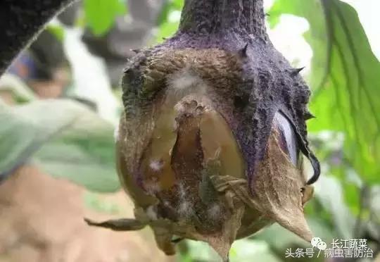 茄子绵疫病为害特点,茄子病害绵疫病