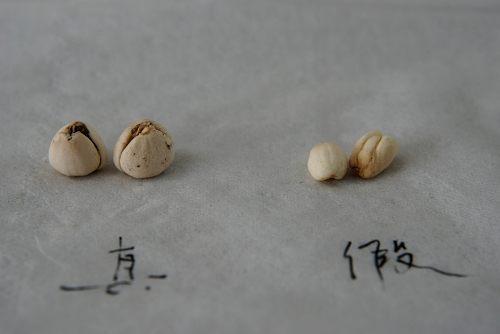 中药材造假猖獗，火眼金睛识别假中药