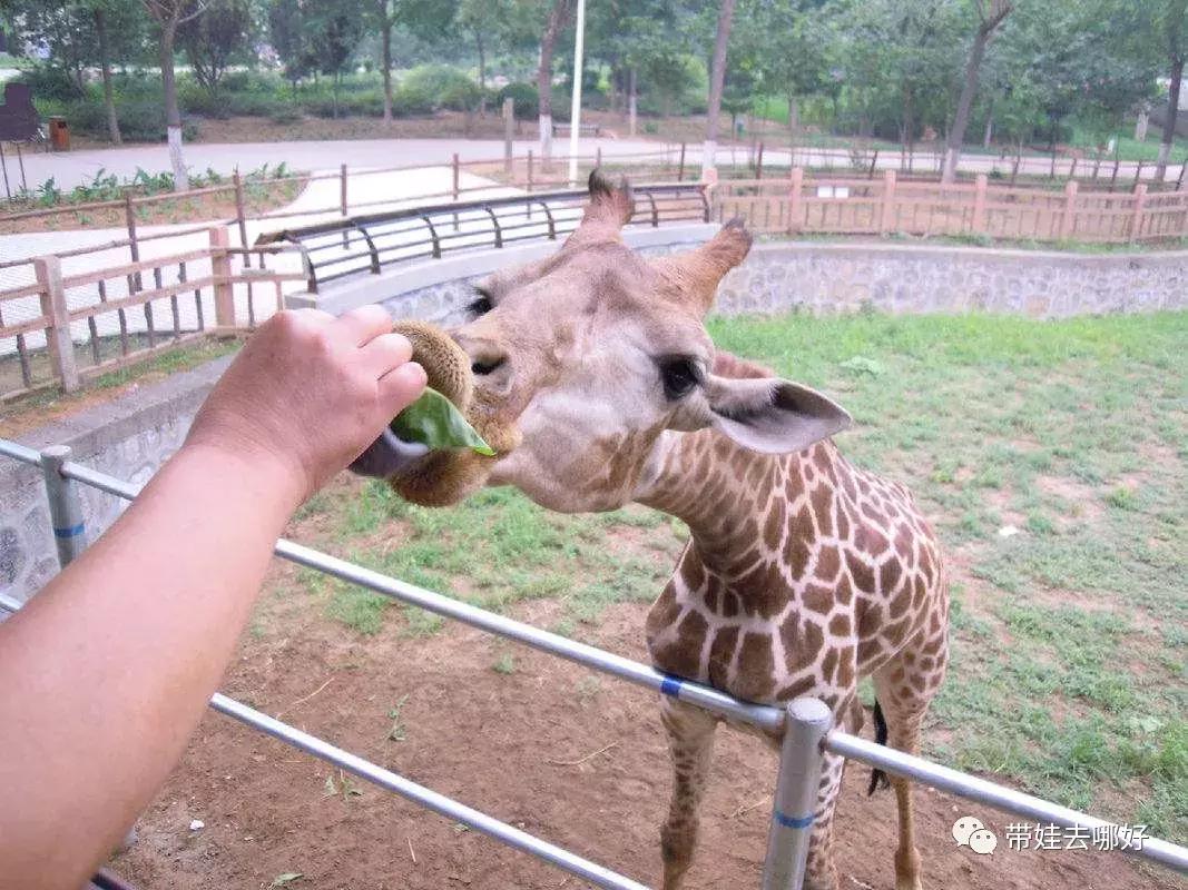 3天两晚广州长隆旅游攻略,广州长隆欢乐世界游玩攻略2021