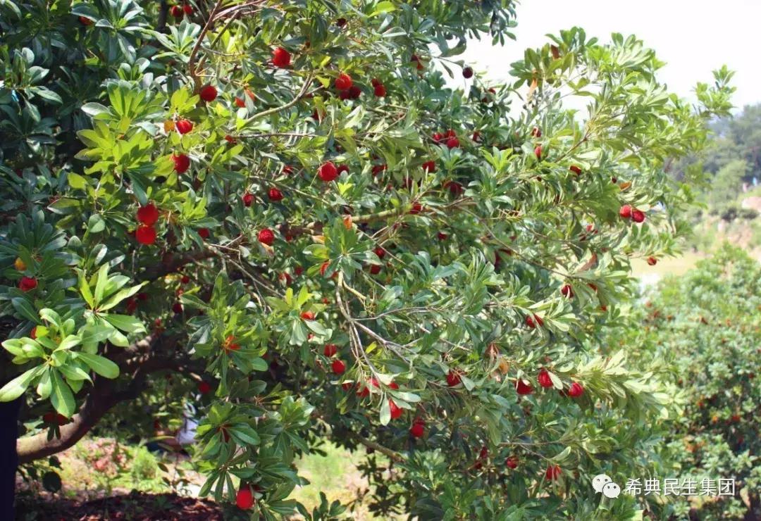 红颜醉杨梅酒,红颜醉杨梅