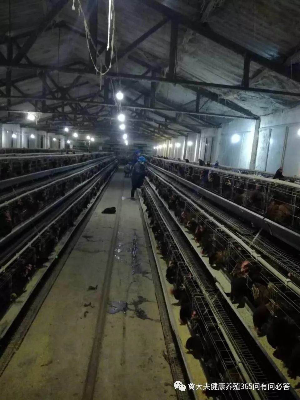 外国禽流感的最新状况,国内禽流感的最新状况