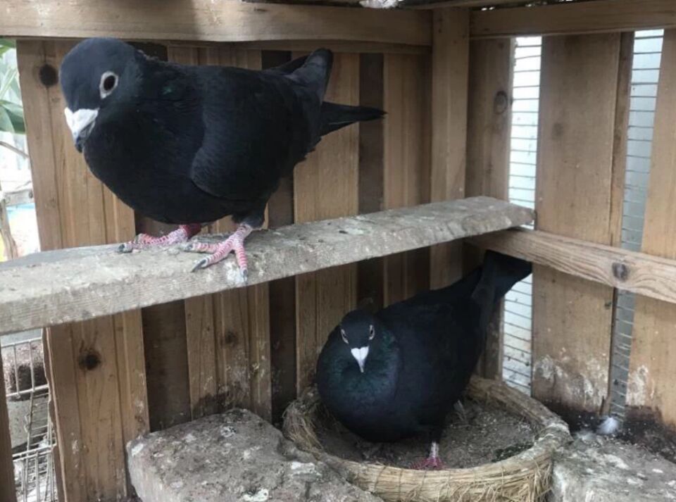 鸽子挠鼻子打喷嚏怎么回事,鸽子张嘴挠腮