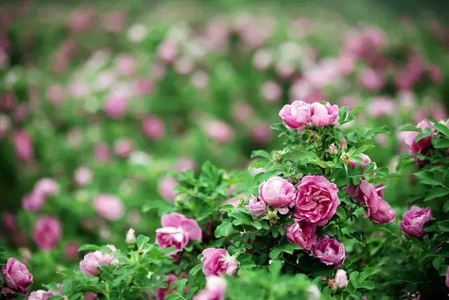 2018年浙江地方景点旅游日历大合集！含杭州，建德，温州，金华！